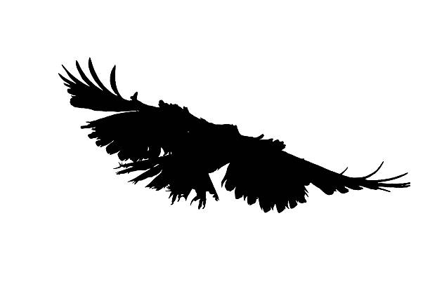 istock Silhouette of a flying bird with wings spread wide on a white background, symbolizing freedom, flight, power, and nature. Ideal for design, wildlife art, logos, and creative illustrations. 2230064796
