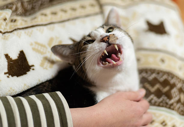 istock Owner petting a cute cat 2230065387