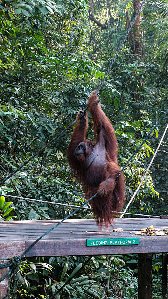 istock Primate on an Overcast Day , Malaysia 2230071630