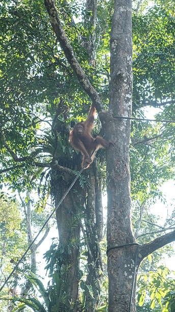 istock Panoramic View of Primate at Twilight , Malaysia 2230071952