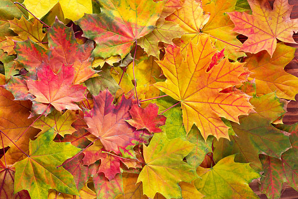 istock Fallen Maple leaves. Autumn background with colorful  leaves. 2230072925