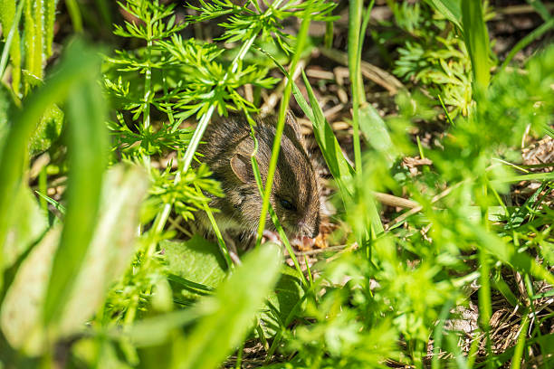 istock A closeup of a Common vole, Microtus arvalis, on the ground with a blurry background 2230073174