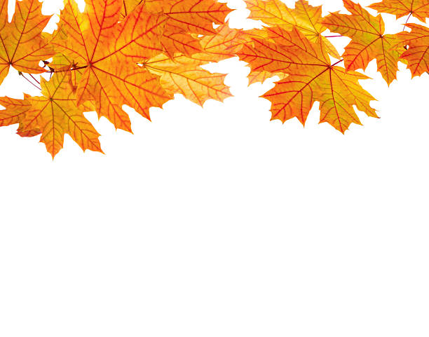 istock Maple branches  with colorful leaves isolated on white background. 2230074345