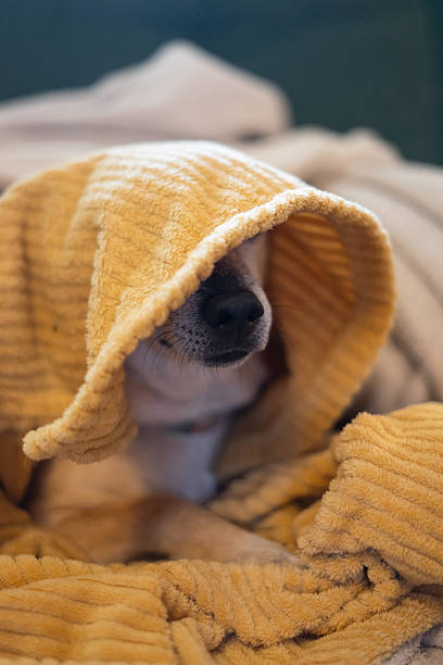istock Small dog relaxing covered with soft blanket 2230074518