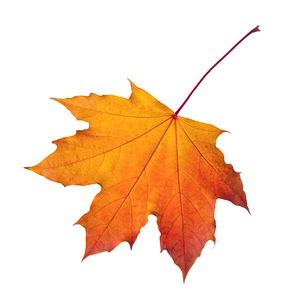 istock Orange-red fall Maple leaf isolated on white background.
Close-up of  autumn leaf. 2230074950