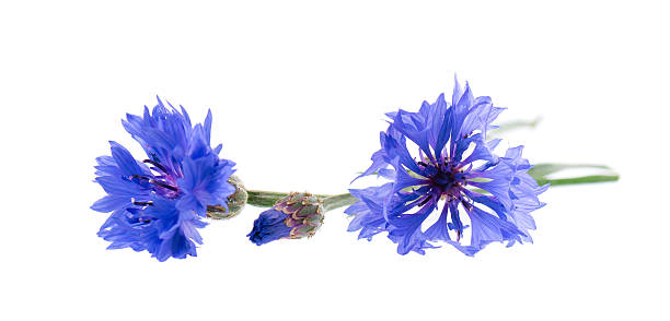 istock Blue Cornflower isolated on white background. Centaurea cyanus or bachelor's button flowers. 2230074984