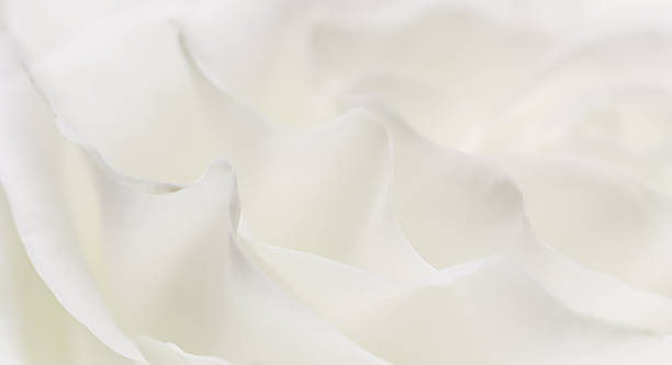 istock White rose flower petals, soft focus. Macro flowers backdrop 2230076157