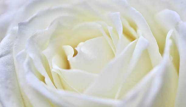 istock White rose flower petals, soft focus. Macro flowers backdrop 2230076159
