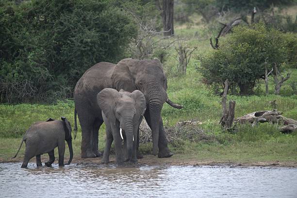 istock Elephant Taking a Dust Bath – Animal of Africa 2230077861