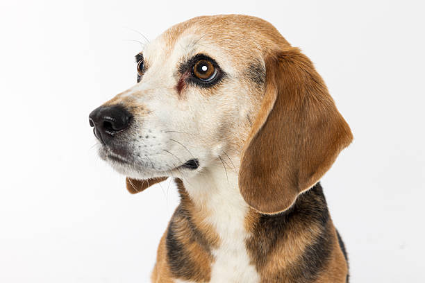 Close-up side profile of a Beagle dog with soulful eyes against a white background. Perfect for pet portraits, hound breeds, adoption, loyal companions, and family dog photography.