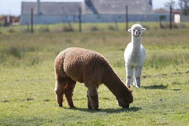 istock Alpacas in a Green Field 2230078169