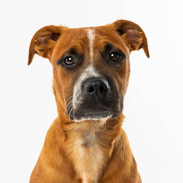 istock Brown Dog Close-Up Portrait on White Background 2230078470