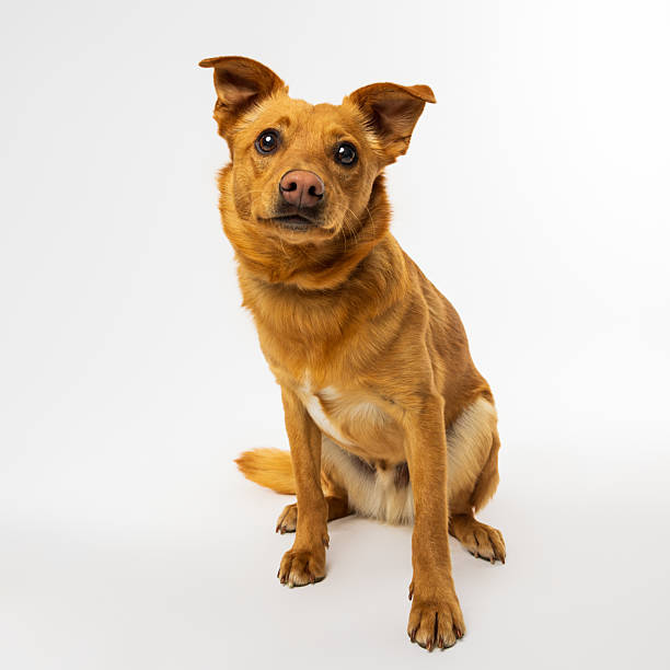 istock Ginger Dog Sitting on White Background 2230078501