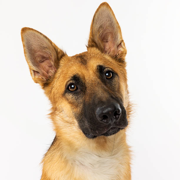istock German Shepherd Dog Head Tilt Portrait 2230078513