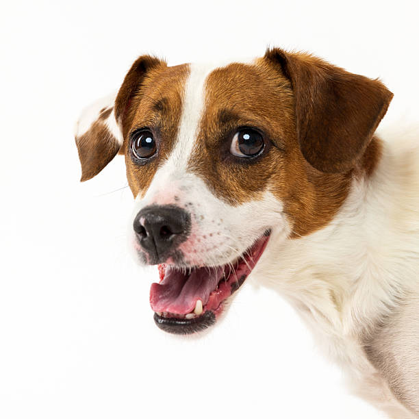 istock Jack Russell Terrier Close-Up on White Background 2230078539