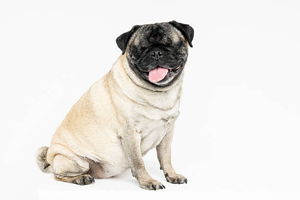 istock Cute Pug Dog Sitting on White Background 2230078551