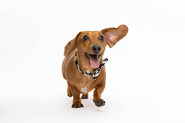 istock Playful Dachshund Dog Running on White Background 2230078724