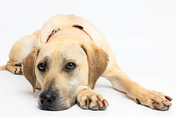 istock Labrador Mix Dog Lying Down on White Background 2230078803