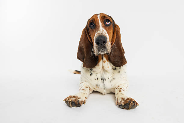 istock Basset Hound Dog Lying Down on White Background 2230078870