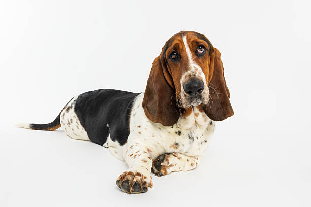 istock Basset Hound Dog Resting on White Background 2230078871