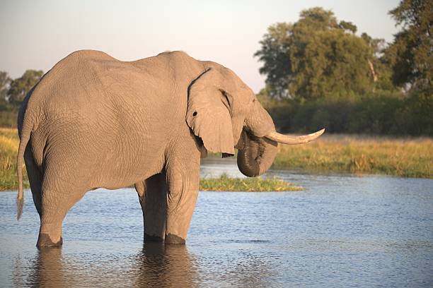istock Elephant Taking a Dust Bath – Animal of Africa 2230079043