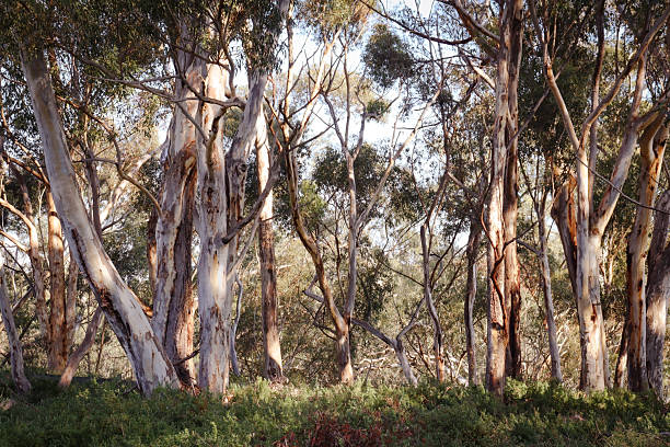 istock eucalyptus trees in australian landscape 2230079250