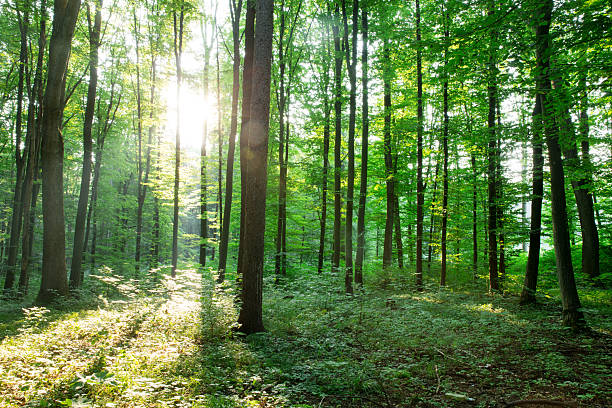istock green Forest trees. nature green wood sunlight backgrounds 2230079600