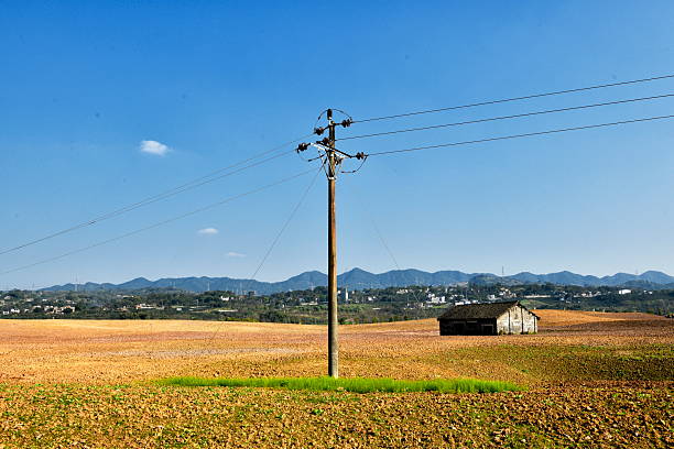 A wheat field on Guangyang Island, Nanan District, Chongqing, China.