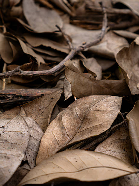 Dry fallen leaves texture background in autumn season.