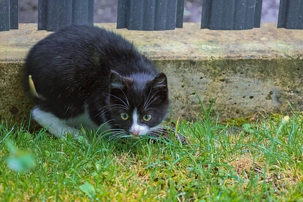 ​A bright black-and-white kitten with a white muzzle and whiskers, crouching in dense green grass with a curious expression. This image conveys the cute and playful nature of the animal in its natural environment, perfect for illustrating the theme of pets.
