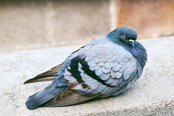 istock Pigeon rests calmly on a concrete ledge 2230082365