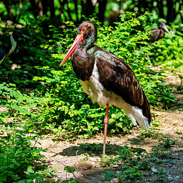 The Black stork, Ciconia nigra is a large bird in the stork family Ciconiidae.