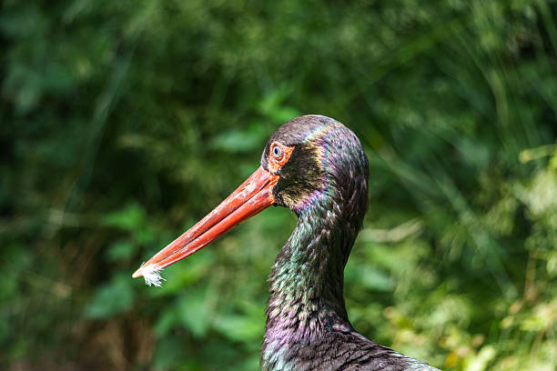 istock Black stork, Ciconia nigra in a german nature park 2230082400