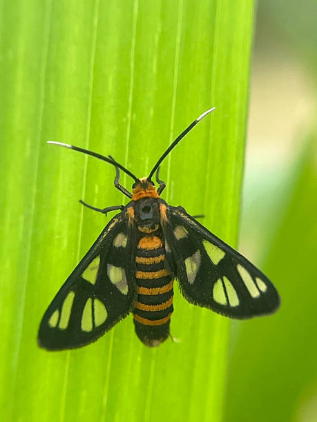 istock Closeup of a black beetle on a green leaf 2230082434