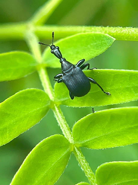 istock Closeup of a black beetle on a green leaf 2230082546