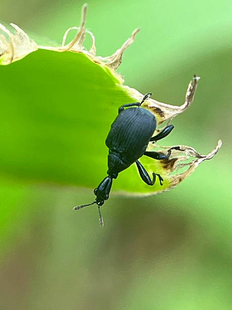 istock Closeup of a black beetle on a green leaf 2230082575