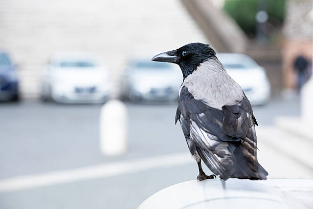 istock Stylish Bird Resting on a Ledged Surface in Urban Setting 2230083027