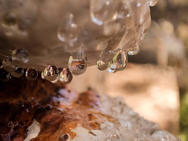 istock CRYING TINDER FUNGUS 18 2230085074