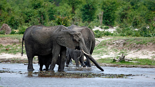 istock African elephants in the Okavango delta Botswana 2230085770