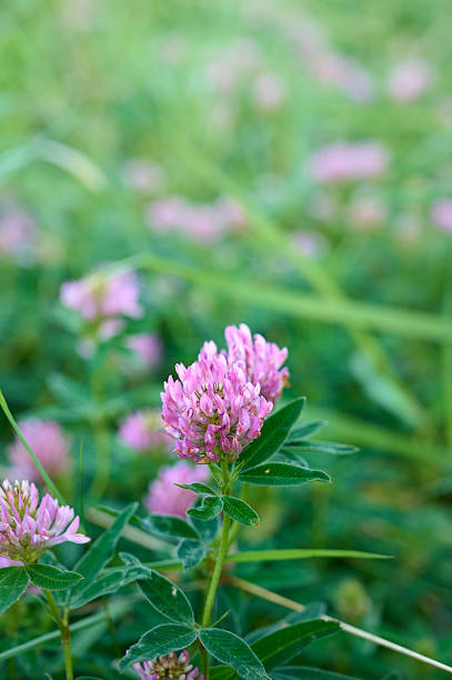 istock Blooming Epilobium angustifolium in meadow in summer. 2230086561