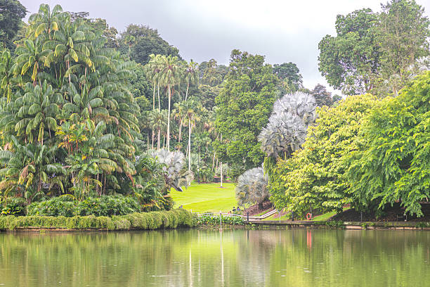 istock Gardens with different types of palm trees 2230086629