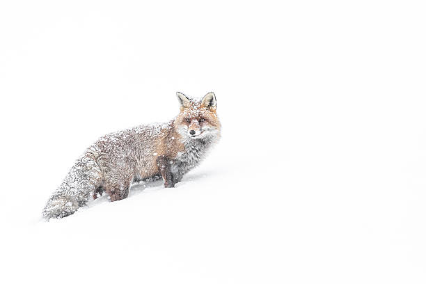 The wonderful Red fox on snow (Vulpes vulpes)