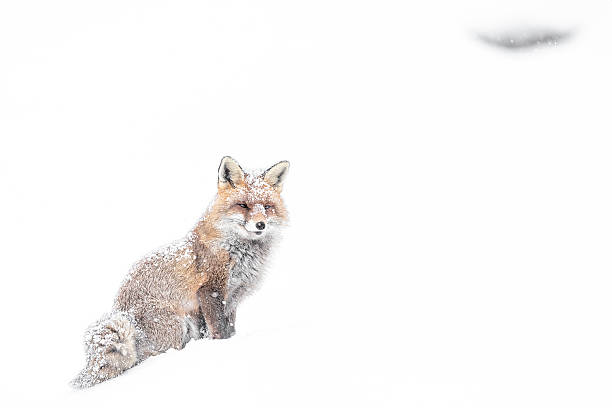 istock On snow, Red fox in the winter season (Vulpes vulpes) 2230086982