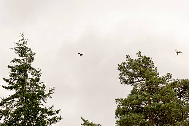 istock The sky is cloudy and the trees are tall 2230088022