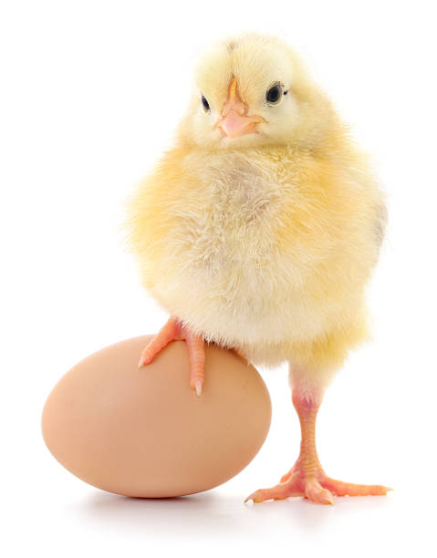 istock Cute yellow chick standing with egg isolated on white background 2230088129
