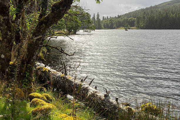 istock A lake with a tree branch in the water 2230088280