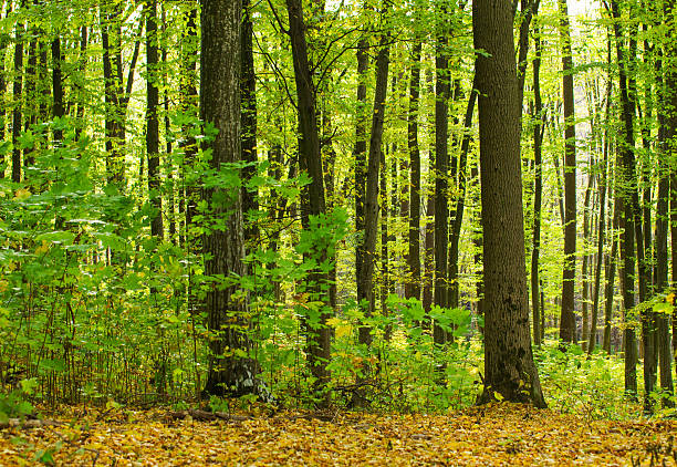 Golden autumnal forest with sunbeams