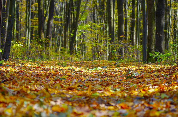 Golden autumnal forest with sunbeams