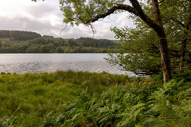 istock A lake with a tree in the background 2230090359