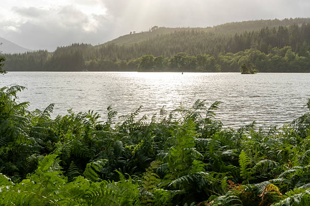 istock A lake with a forest in the background 2230090531